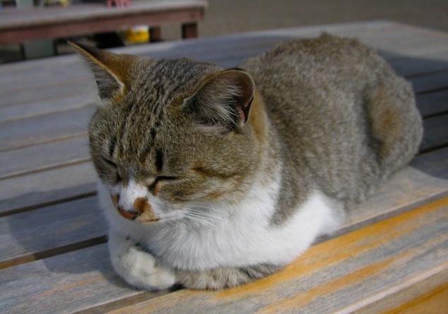 瞌睡的猫咪