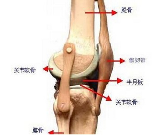 膝关节结构