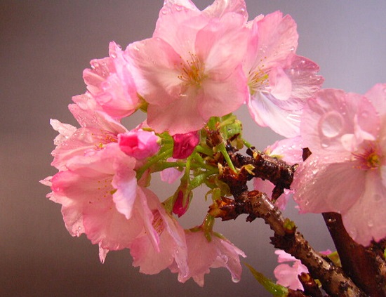樱花