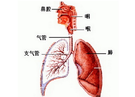 呼吸系统