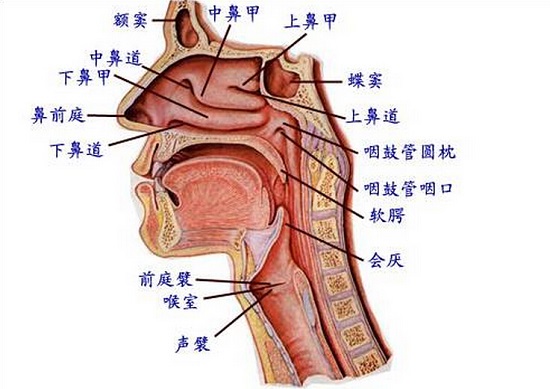 鼻腔结构