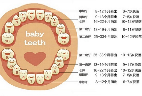 乳牙及换牙时间