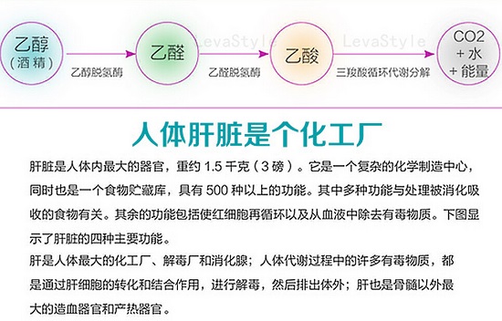 酒精的分解过程