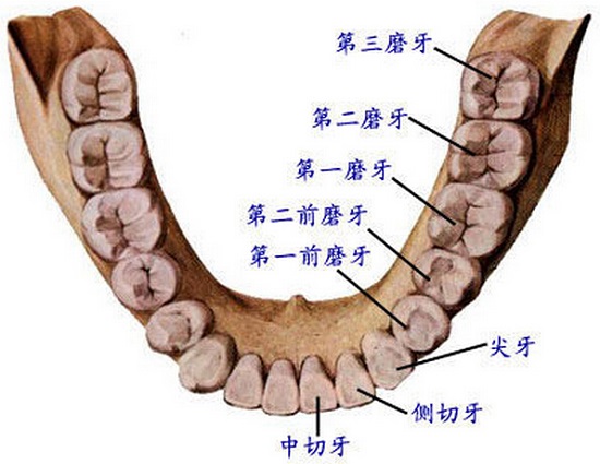 恒牙