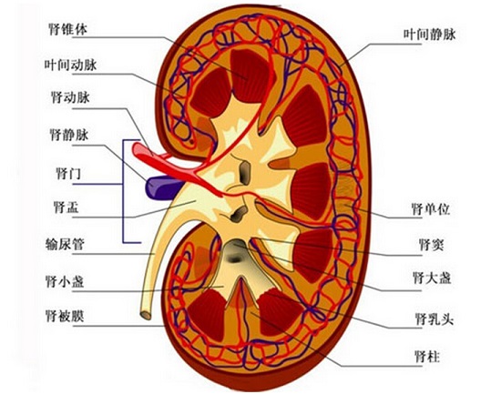 肾脏