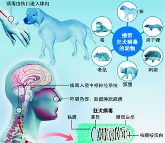 狂犬病毒