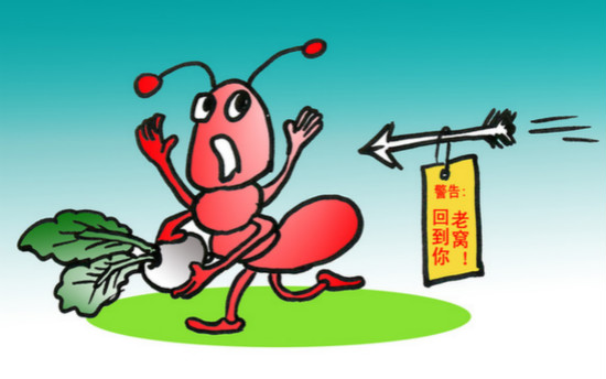 灭蚁方法大全