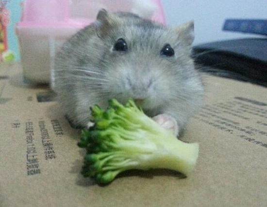 仓鼠也可以吃蔬菜