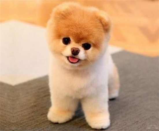 狗狗