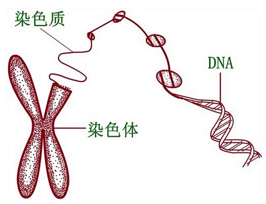 染色体和DNA