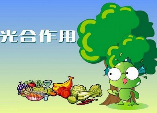 光合作用