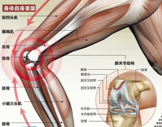 膝盖周围运动组织