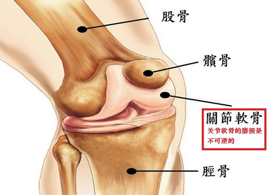 膝关节