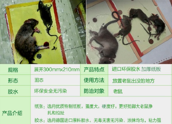 粘鼠板