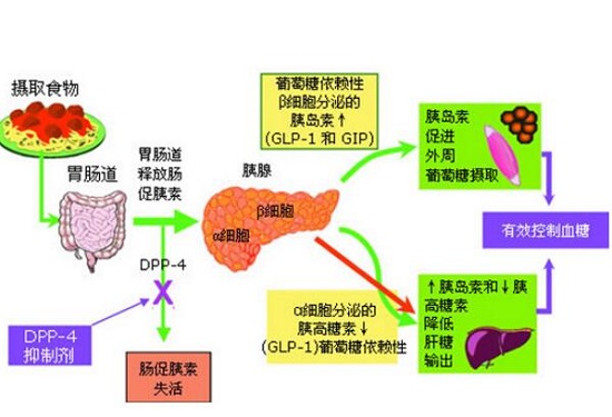 胰岛素的功能