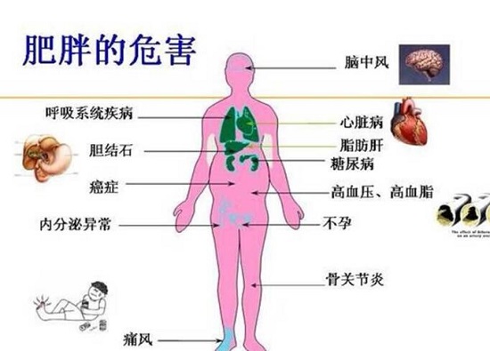 肥胖的危害