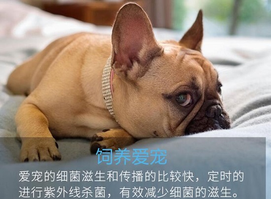 庞物狗