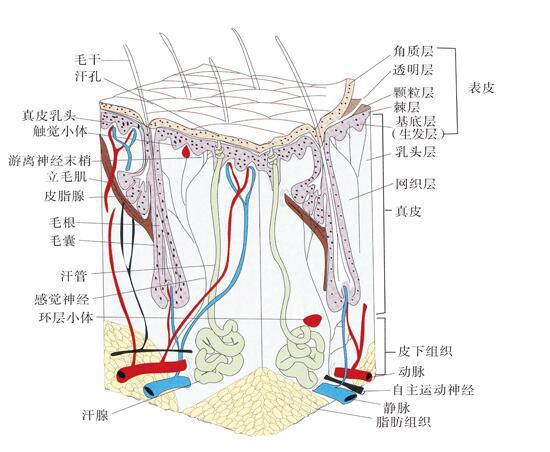 皮肤表皮层的主要构成结构