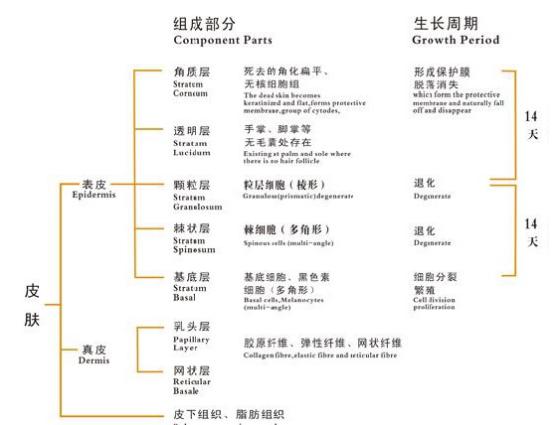 皮肤的主要构成结构