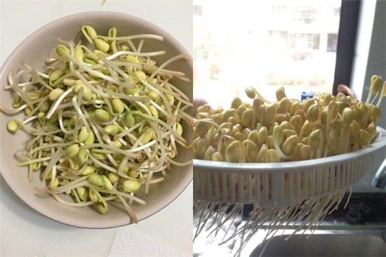 两种方法培育出来的豆芽