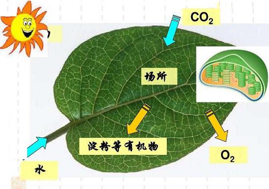 植物表面细胞的光合作用