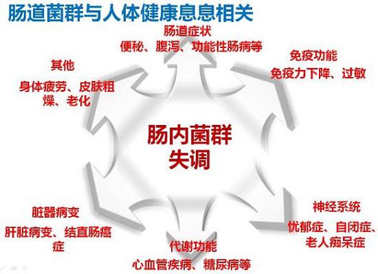 肠道菌群对人体的重要性