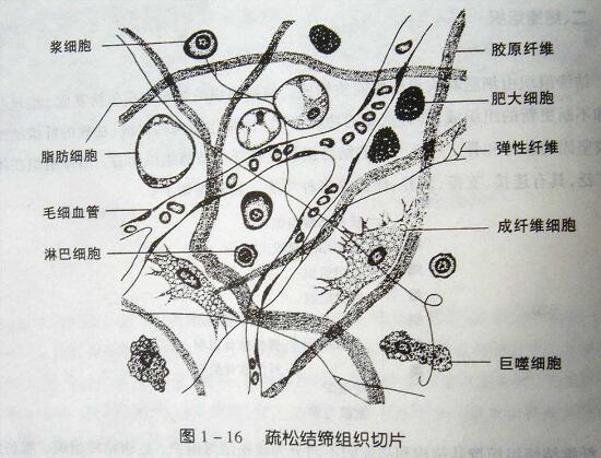 结缔组织的构成