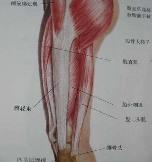 骼胫束