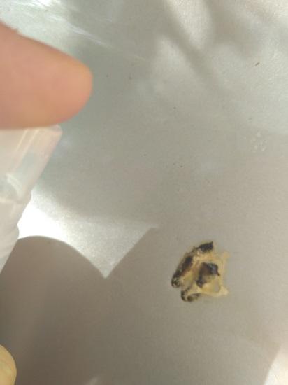 如何清除车身上的鸟屎