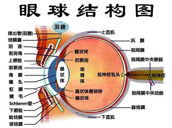 眼球的结构