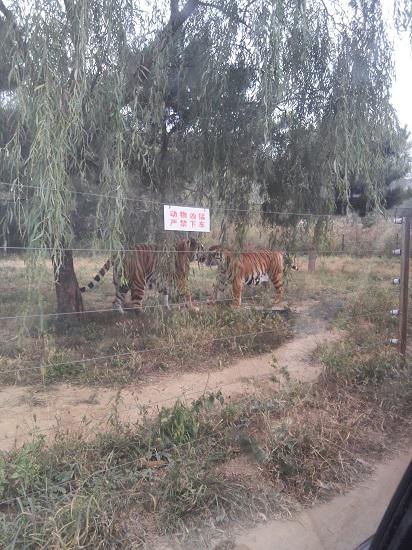 老虎