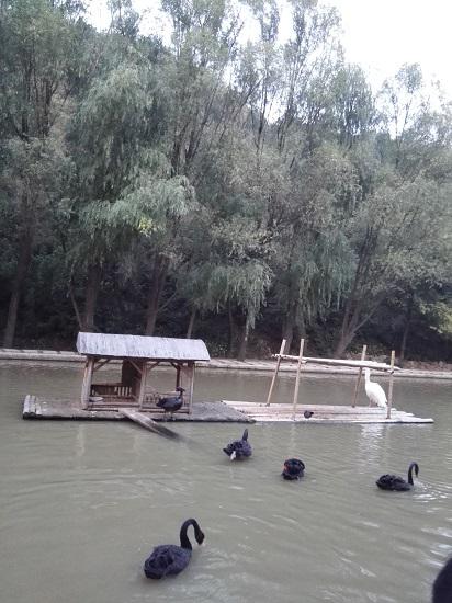 天鹅湖