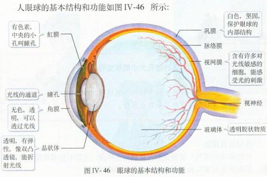 眼球的基本结构