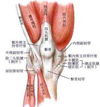 髌骨与股四头肌