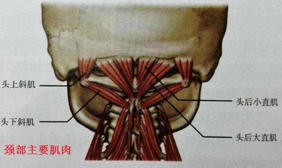 颈部肌肉群