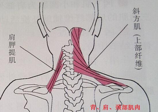 背、肩、颈部肌肉群