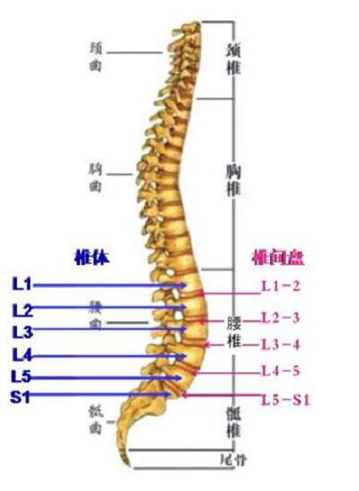 脊椎