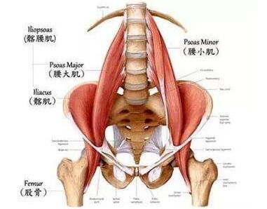 腰椎及周边肌肉、韧带组织