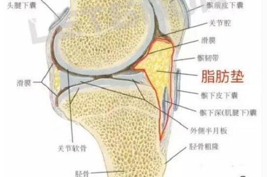 髌下脂肪垫