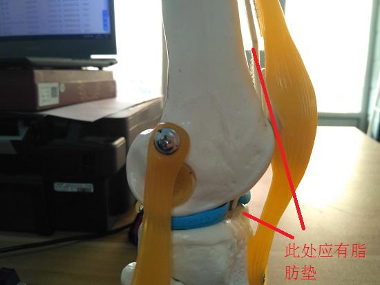 髌下脂肪垫的所在位置