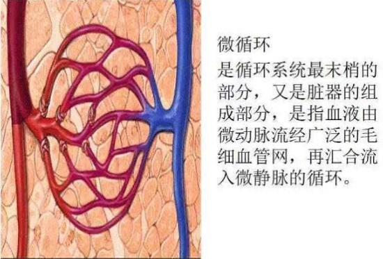 微循环