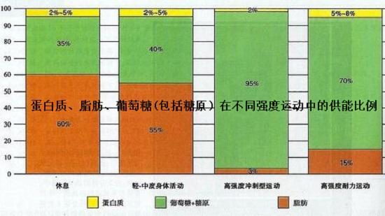 不同强度运动中的能量物质供能比例