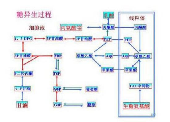糖异生过程