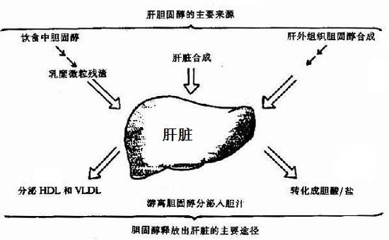 胆固醇