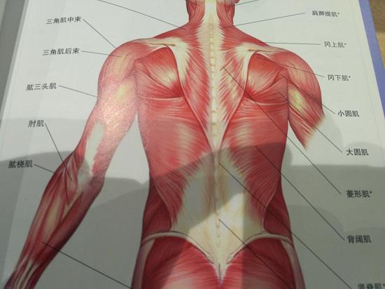 引体向上所牵动的肌肉群