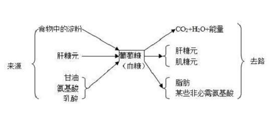 糖类物质的消化分解