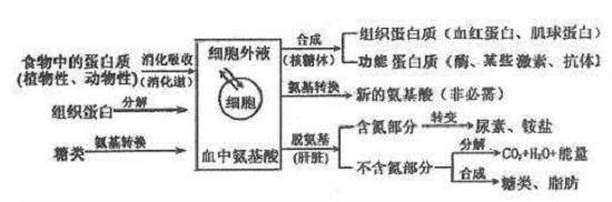 蛋白质的消化和分解