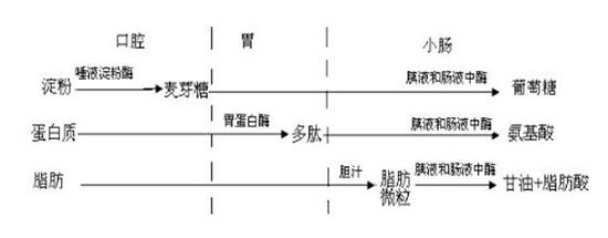 能源物质