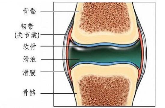 膝关节构造简图