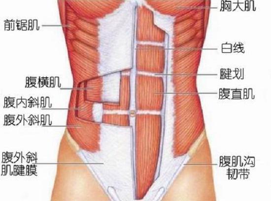 核心肌肉（部分）